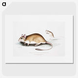 1-66_Indian-Zoology_picture