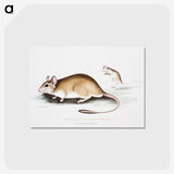 1-66_Indian-Zoology_postcard