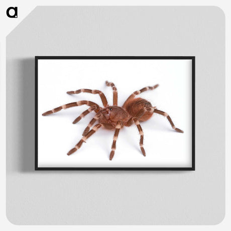 1-66_Insects-Unlocked-Project_blk-crop