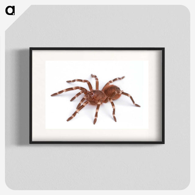 1-66_Insects-Unlocked-Project_blk