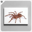 1-66_Insects-Unlocked-Project_canvas