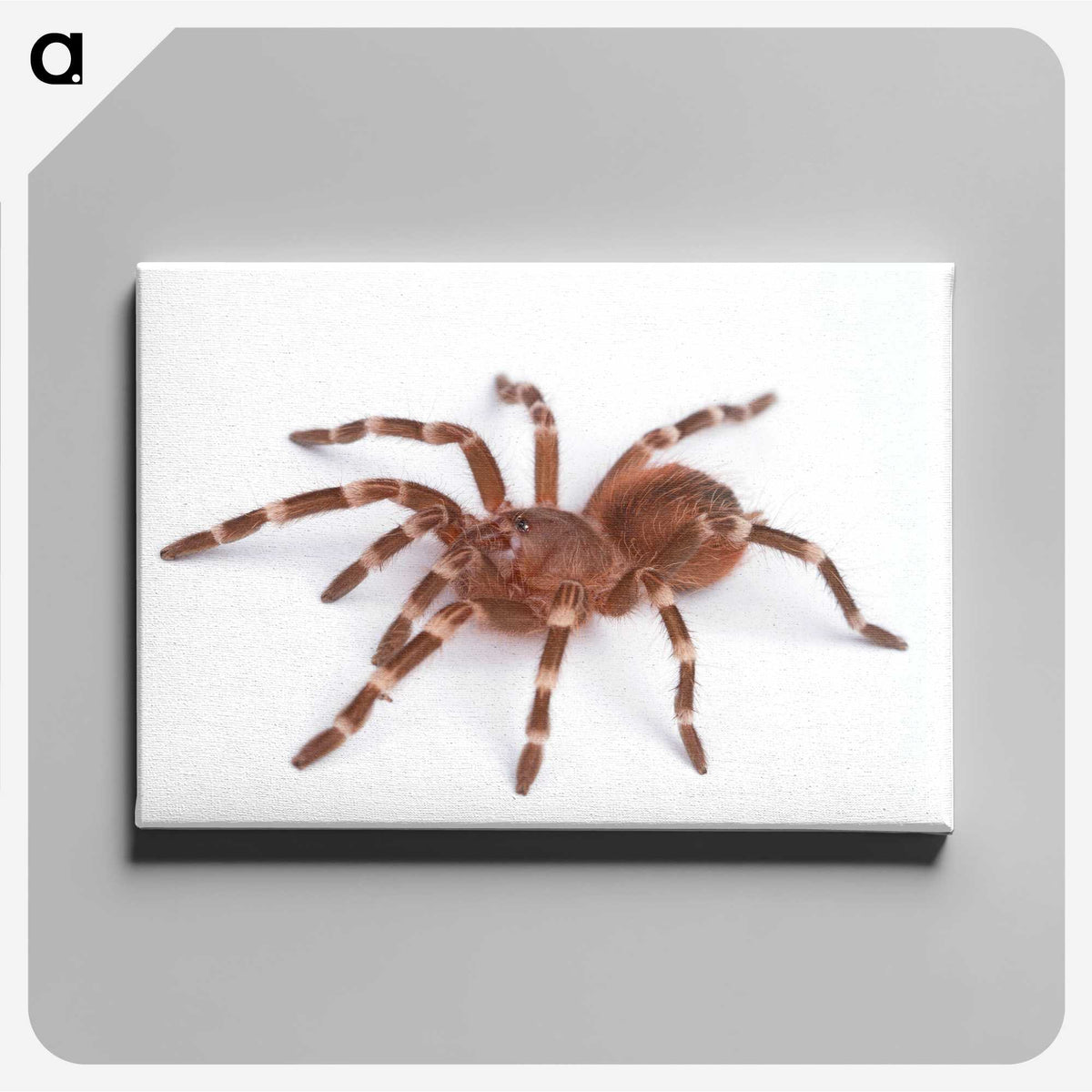 1-66_Insects-Unlocked-Project_canvas