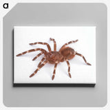 1-66_Insects-Unlocked-Project_canvas