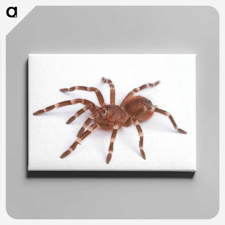 1-66_Insects-Unlocked-Project_canvas