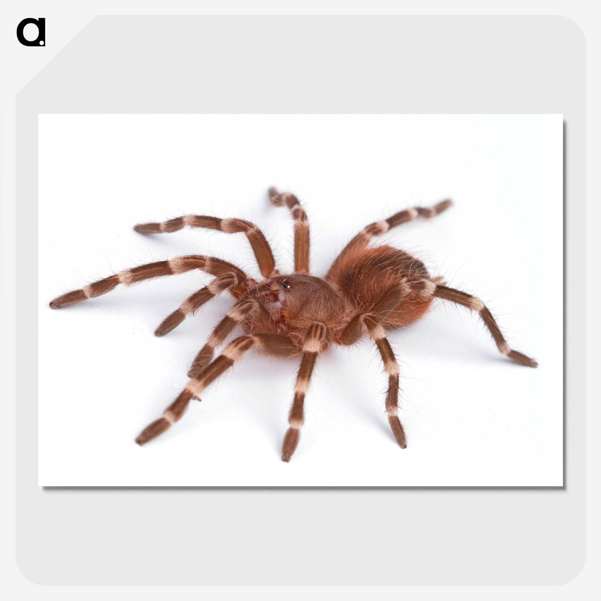 1-66_Insects-Unlocked-Project_picture-crop