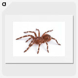 1-66_Insects-Unlocked-Project_picture