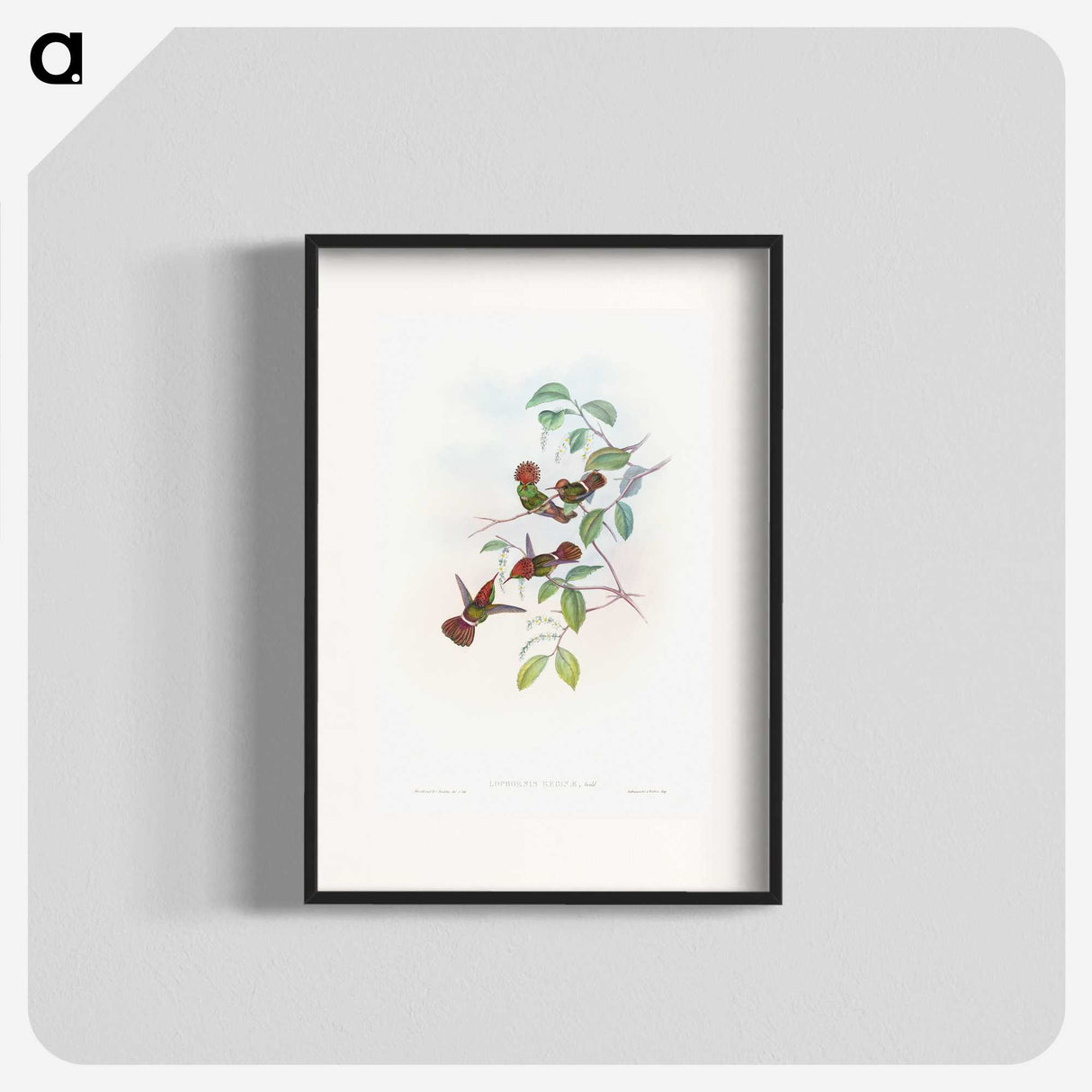 1-66_John-Gould_blk