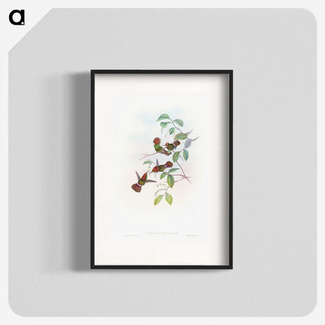 1-66_John-Gould_blk