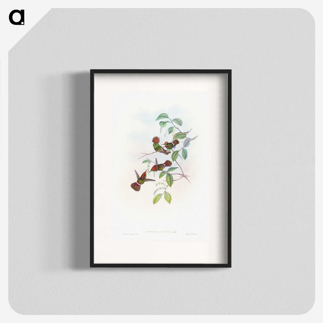 1-66_John-Gould_blk