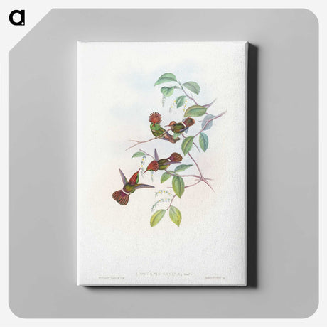 1-66_John-Gould_canvas