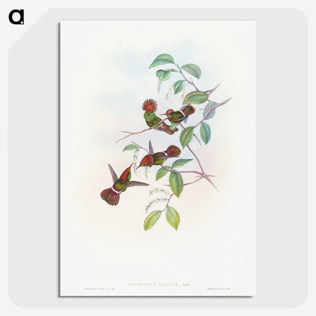 1-66_John-Gould_picture-crop