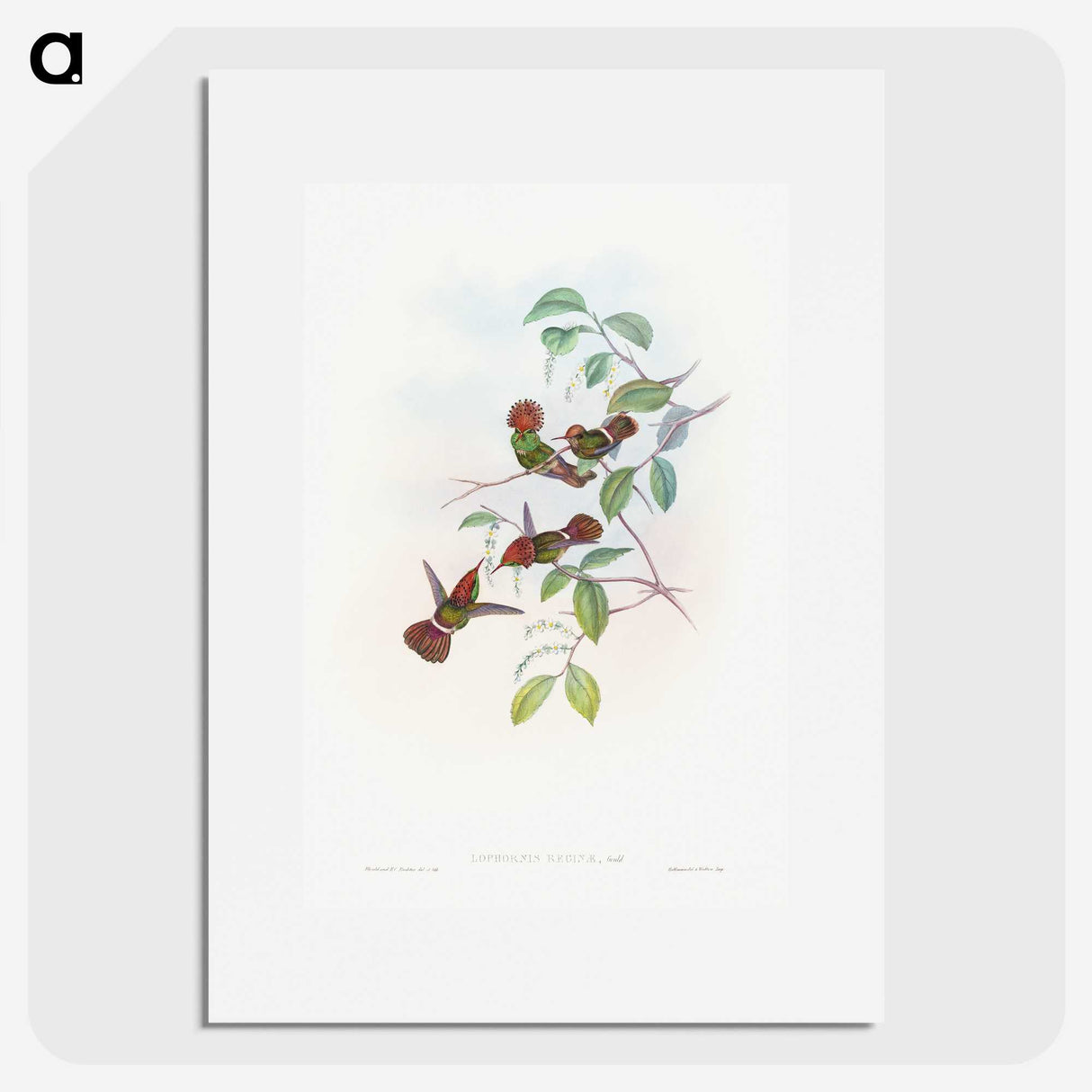 1-66_John-Gould_picture