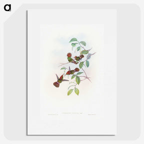 1-66_John-Gould_picture