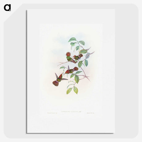 1-66_John-Gould_picture
