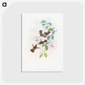 1-66_John-Gould_postcard