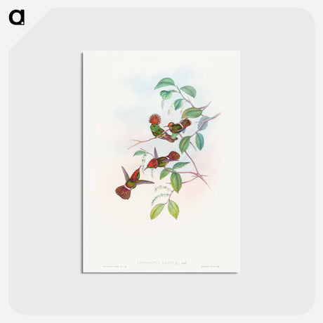 アートポストカード-Spangled Coquette
 - ジョン グールド Postcard.