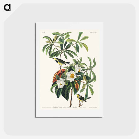 アートポストカード-Bachman's Warbler
 - ジョン ジェームス オーデュボン Postcard.