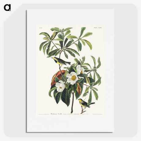 1-66_John-James-Audubon_picture