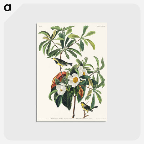 アートポストカード-Bachman's Warbler
 - ジョン ジェームス オーデュボン Postcard.