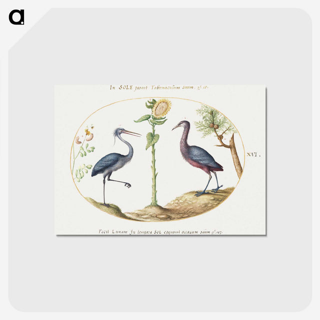 1-66_Joris-Hoefnagel_postcard