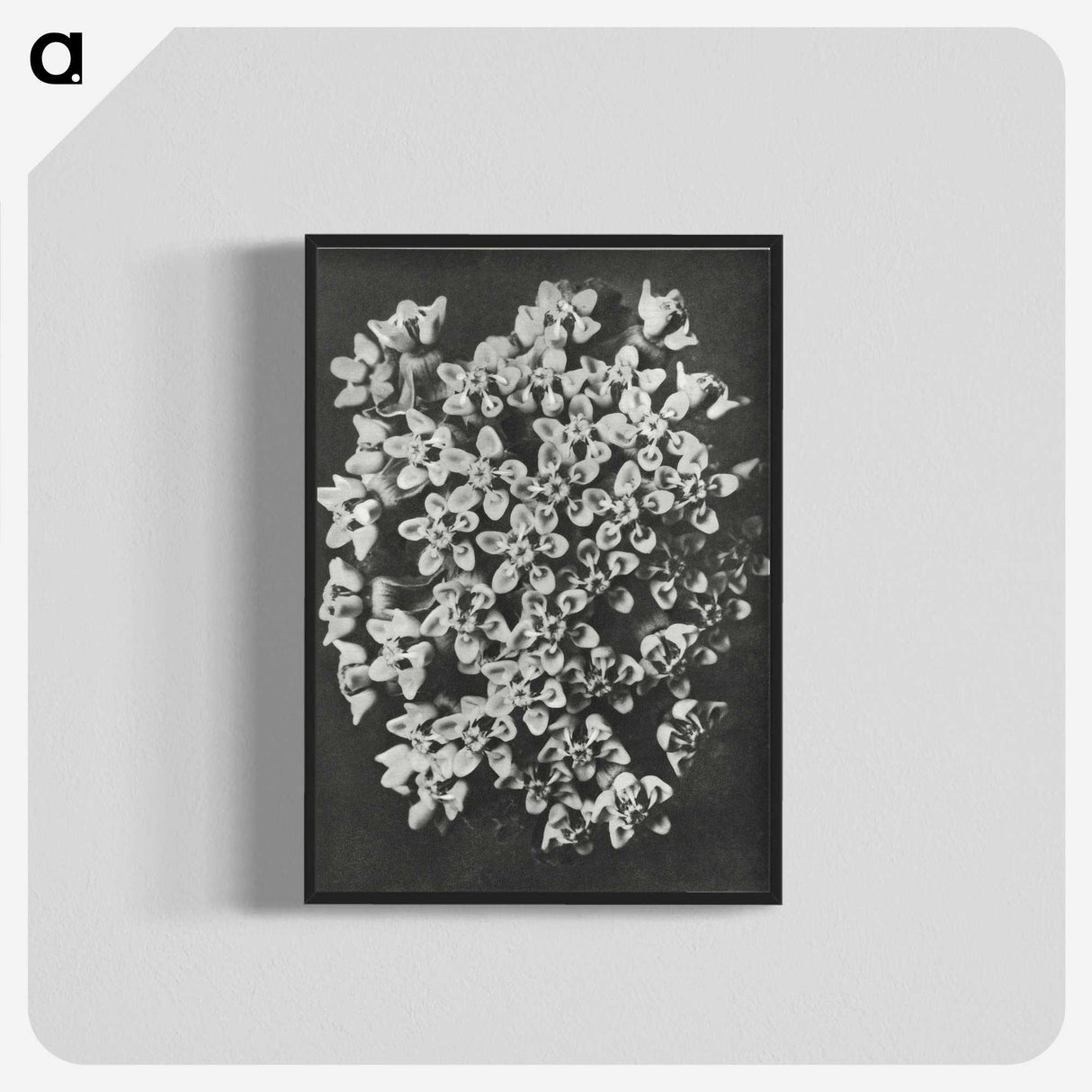 1-66_Karl-Blossfeldt_blk-crop