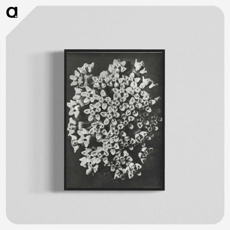 1-66_Karl-Blossfeldt_blk-crop
