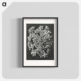 1-66_Karl-Blossfeldt_blk