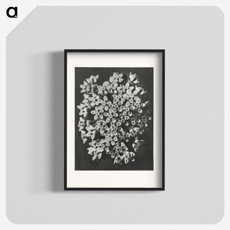 1-66_Karl-Blossfeldt_blk