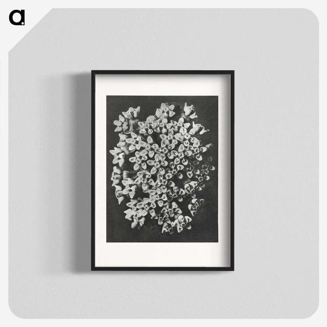 1-66_Karl-Blossfeldt_blk