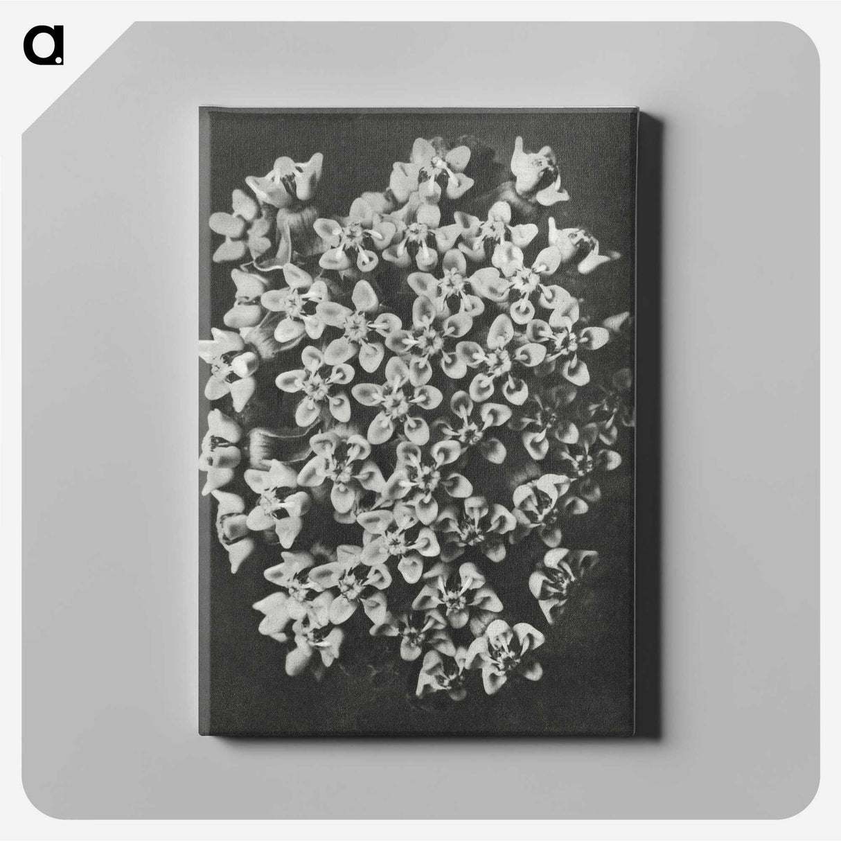 1-66_Karl-Blossfeldt_canvas