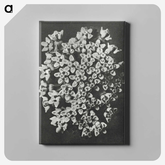1-66_Karl-Blossfeldt_canvas