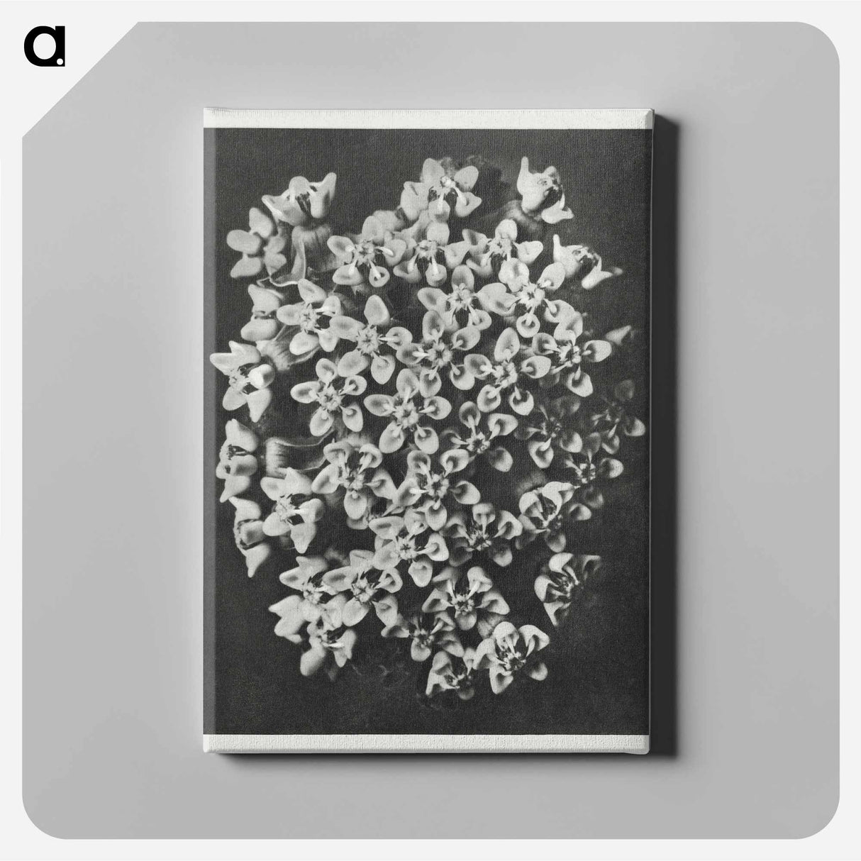Asclepias incarnata - Karl Blossfeldt Canvas.