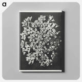Asclepias incarnata - Karl Blossfeldt Canvas.