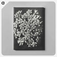 アートパネル-Asclepias incarnata - カール ブロスフェルト Canvas.