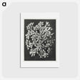 アートポストカード-Asclepias incarnata - カール ブロスフェルト Postcard.