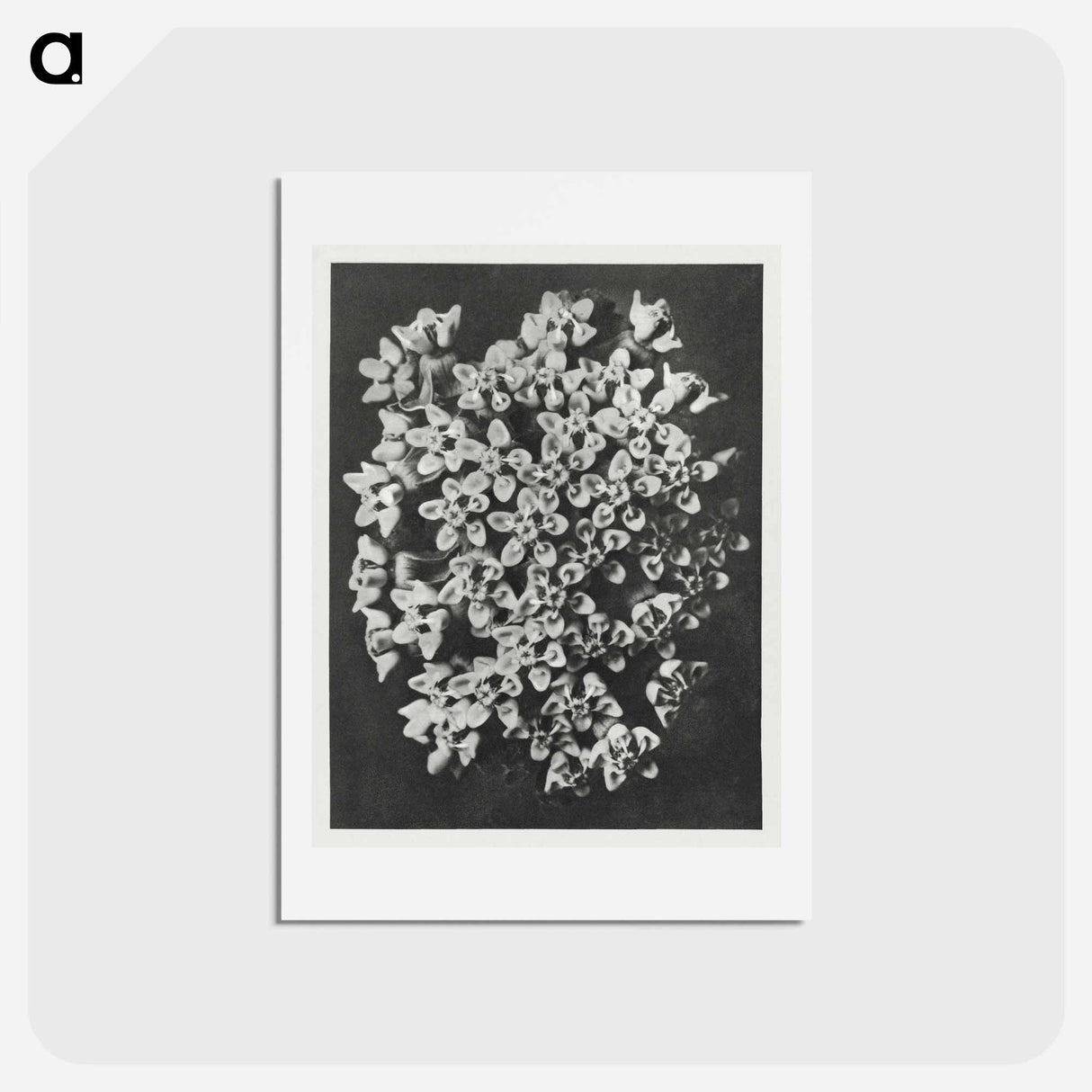 アートポストカード-Asclepias incarnata - カール ブロスフェルト Postcard.
