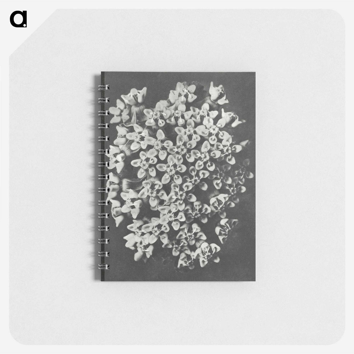 1-66_Karl-Blossfeldt_memo