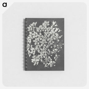 1-66_Karl-Blossfeldt_memo