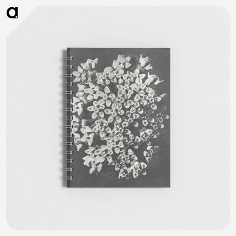 1-66_Karl-Blossfeldt_memo