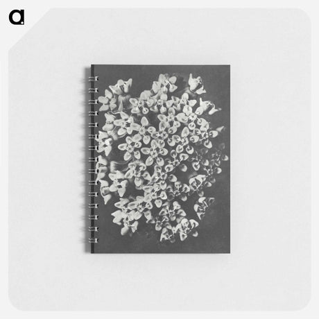 アートメモ帳-Asclepias incarnata - カール ブロスフェルト Memo.