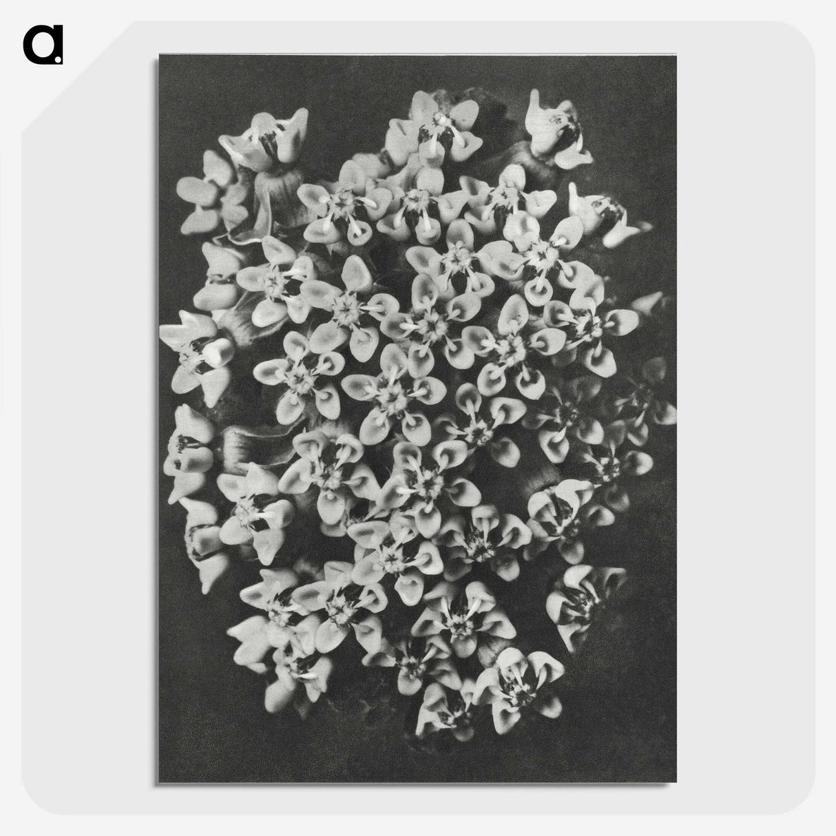 1-66_Karl-Blossfeldt_picture-crop