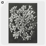 1-66_Karl-Blossfeldt_picture-crop