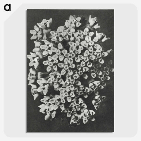 1-66_Karl-Blossfeldt_picture-crop