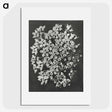 1-66_Karl-Blossfeldt_picture