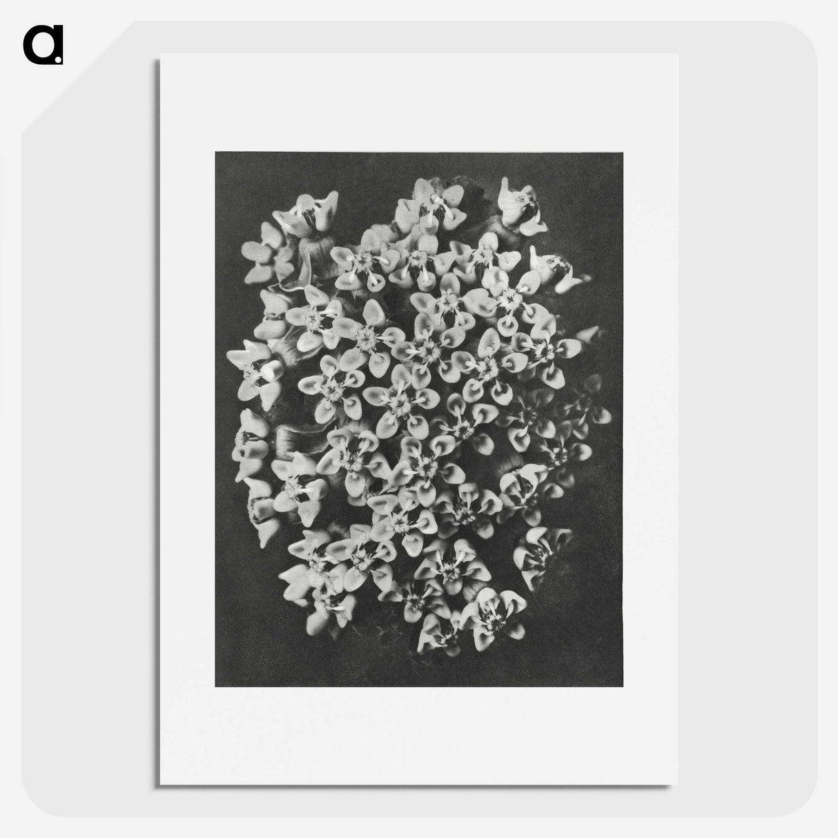 1-66_Karl-Blossfeldt_picture