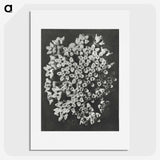 1-66_Karl-Blossfeldt_picture