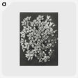 1-66_Karl-Blossfeldt_postcard