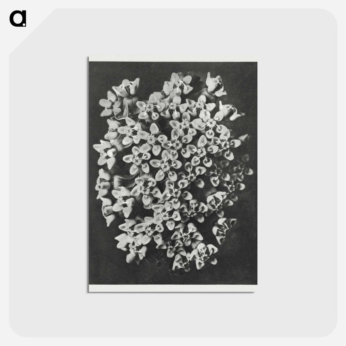 アートポストカード-Asclepias incarnata - カール ブロスフェルト Postcard.