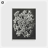 アートポストカード-Asclepias incarnata - カール ブロスフェルト Postcard.