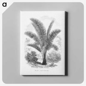 1-66_Les-Palmiers-Histoire-Iconographique_canvas